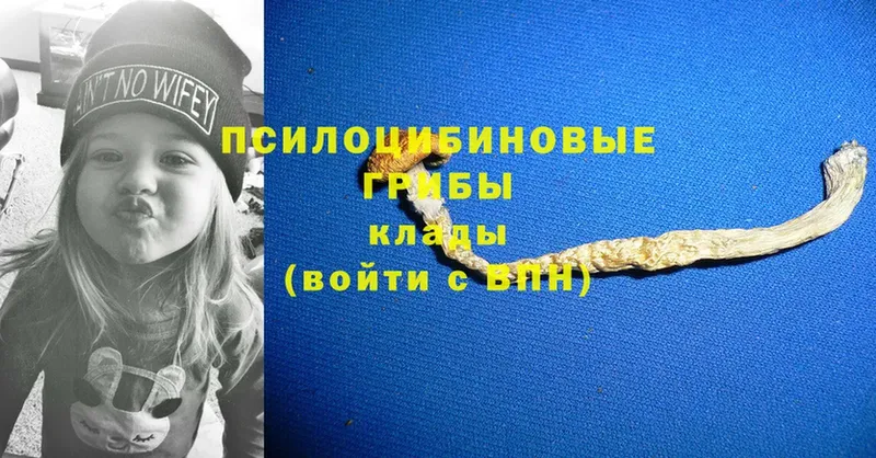 Галлюциногенные грибы MAGIC MUSHROOMS  цены наркотик  Заводоуковск 